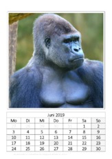 Juni_Flachland-Gorilla.pdf